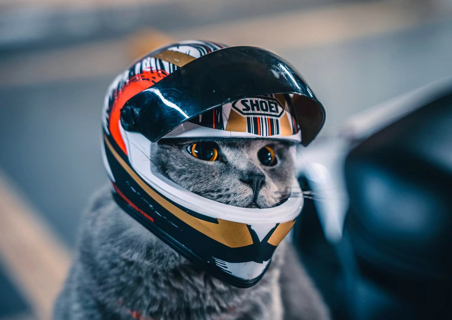 Animaux de beauf  | Casque pour chat