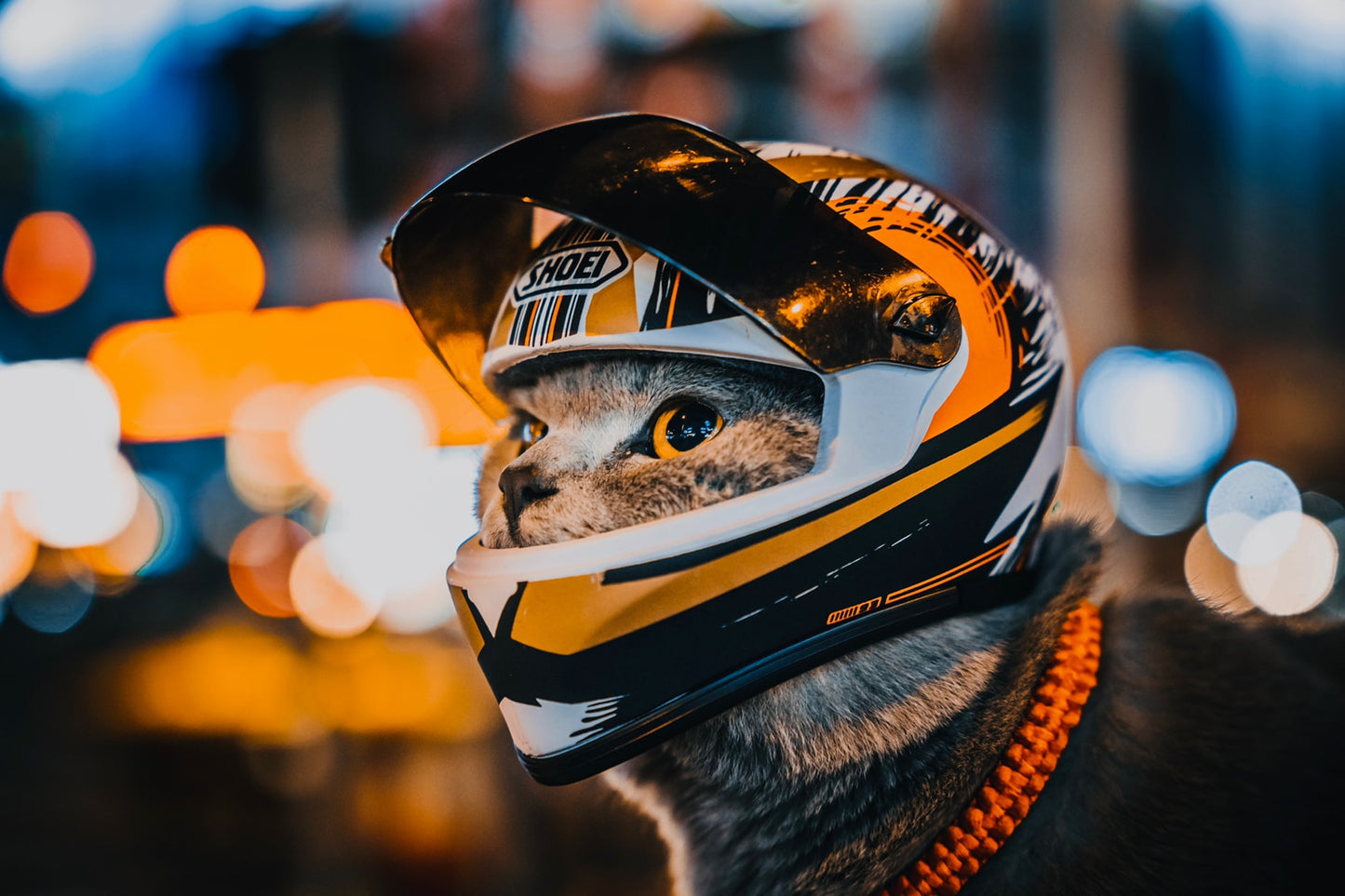 Animaux de beauf  | Casque pour chat