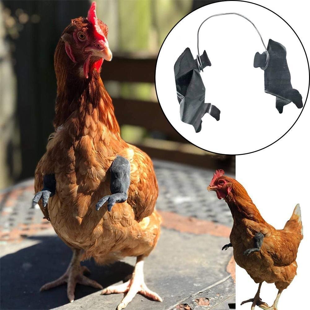 Accessoire Beauf pour animaux | Combat de coq déco