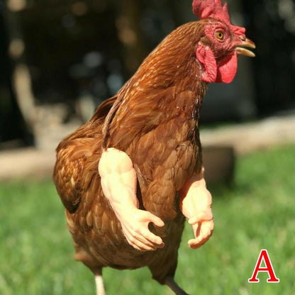 Accessoire Beauf pour animaux | Combat de coq déco